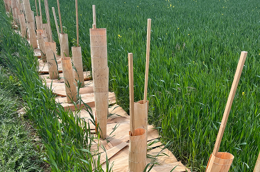 protection-darbre-en-bois-protec-tree2